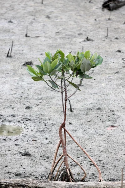 Propagate per alberi di mangrovie . — Foto Stock