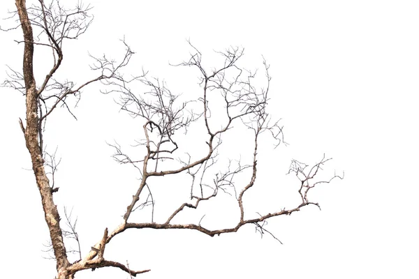 Beyaz arkaplanda izole edilmiş ölü ağaç.