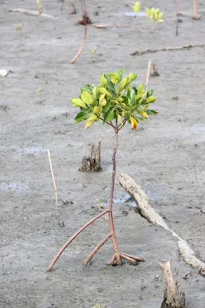 Doorgegeven voor Mangrovebomen. — Stockfoto