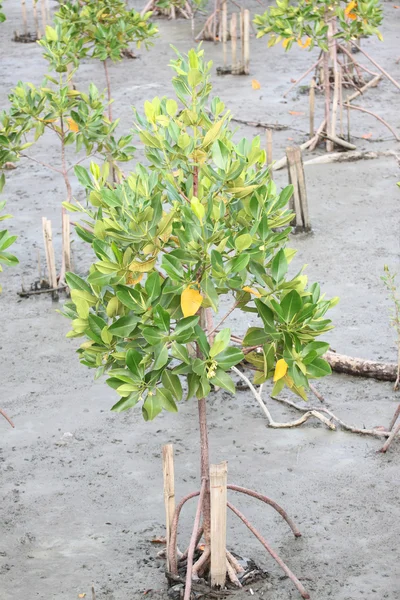 Doorgegeven voor Mangrovebomen. — Stockfoto