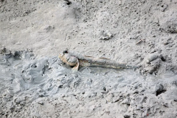 Mudskipper in mangrovebossen. — Stockfoto