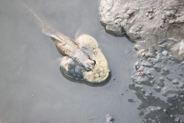 Mudskipper in mangrovebossen. — Stockfoto