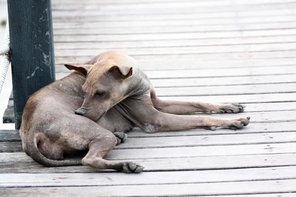 Freizeit für den Hund. — Stockfoto