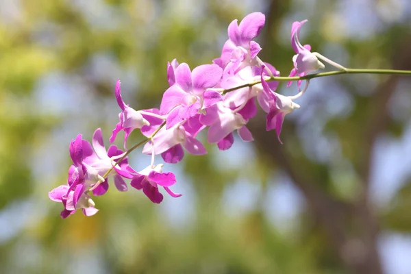 Orchidea viola su tre . — Foto Stock