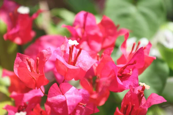 Rote Bougainvillea-Blüten. — Stockfoto