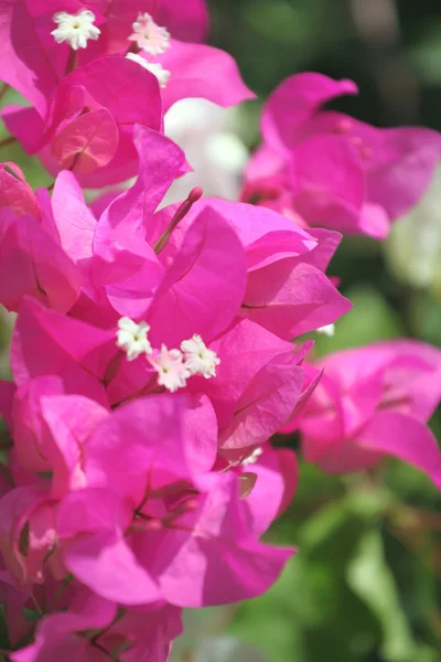 Paarse bougainvillea bloemen. — Stockfoto