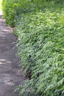 Duvarın yeşil ağaçlar.