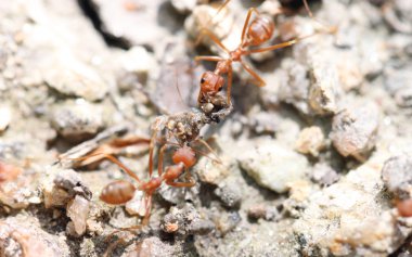 Karıncalar yiyecek arayan.