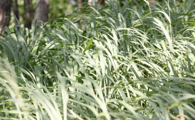 ormandaki yeşil çimen.