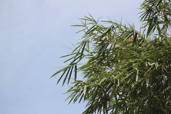 Ramos de bambu no céu azul . — Fotografia de Stock