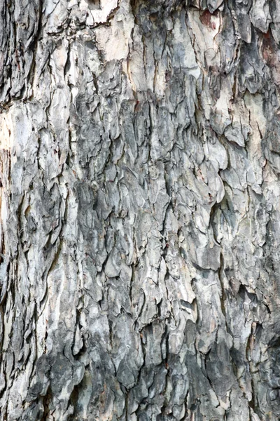 Structuur van de oude bomen. — Stockfoto