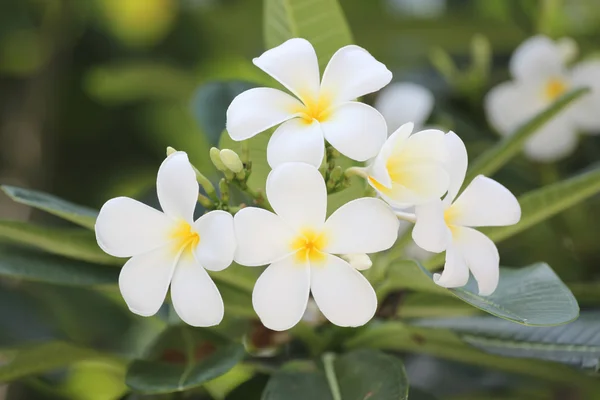 Plumeria blanca o flor de frangipani. — Foto de Stock