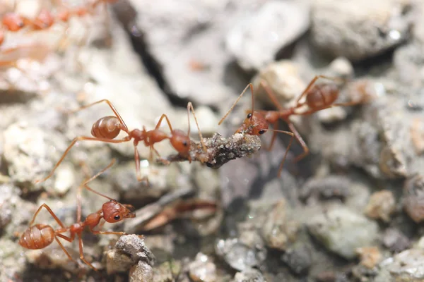 Formigas estão à procura de comida . — Fotografia de Stock