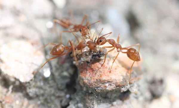 Ants are looking for food. — Stock Photo, Image