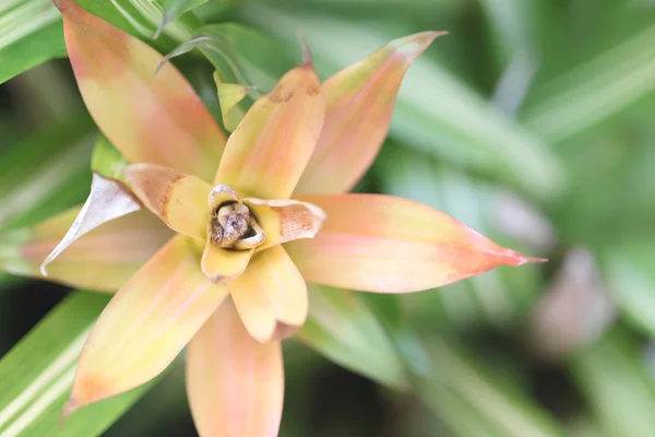 Flowers in the garden. — Stock Photo, Image