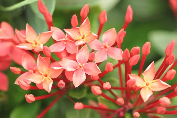 Rubiaceae de flor vermelha no jardim . — Fotografia de Stock