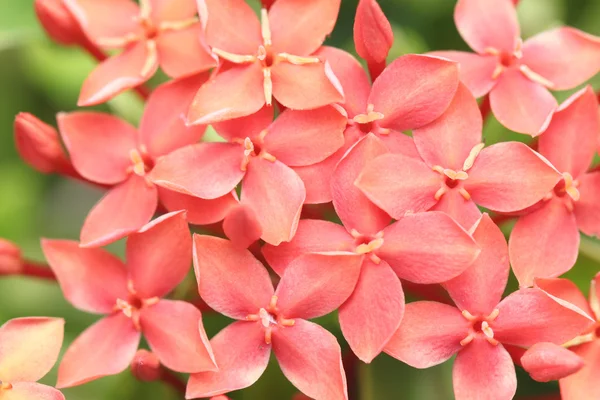Rubiaceae der roten Blume im Garten. — Stockfoto