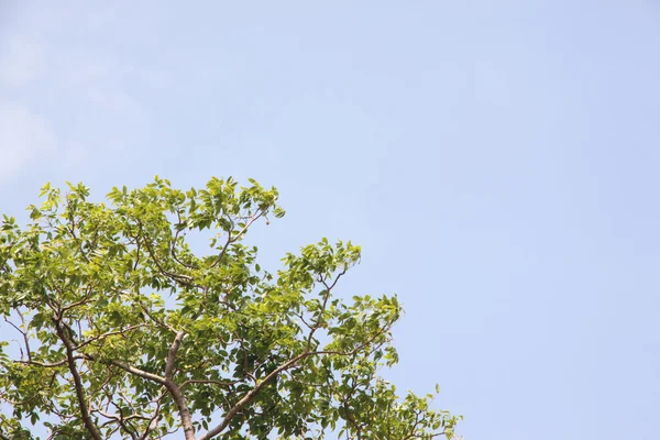 蓝蓝的天空背景上的绿树. — 图库照片