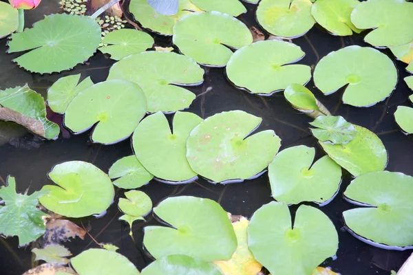 Feuille de lotus vert dans un étang . — Photo