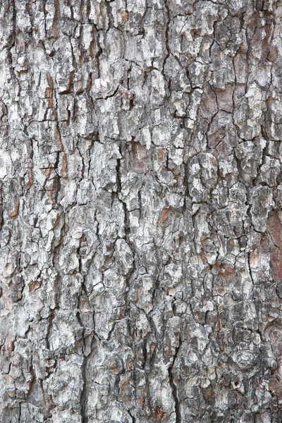 Oud hout textuur. — Stockfoto