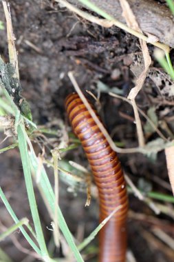 kırkayaklar yürüyüş.