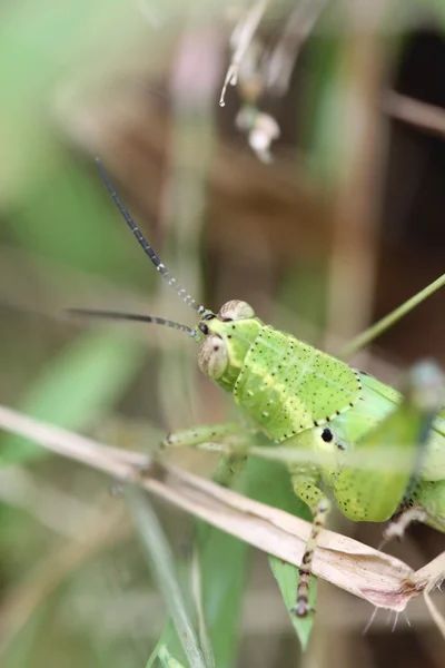 Sauterelle verte perchée sur la feuille . — Photo