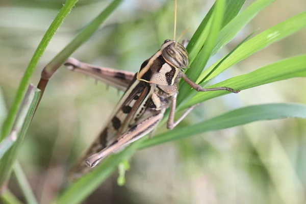 Macro de sauterelle brune perchée sur la feuille . — Photo