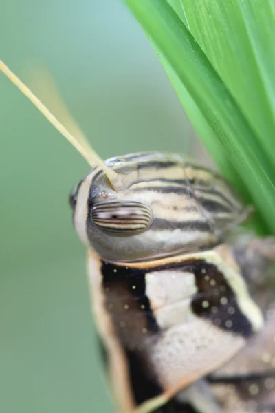 Macro de sauterelle brune perchée sur la feuille . — Photo