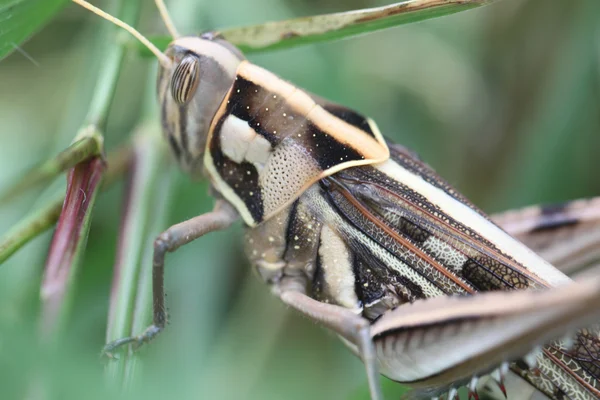 Macro de sauterelle brune perchée sur la feuille . — Photo