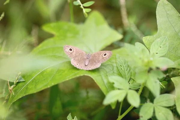 Farfalla marrone su foglie verdi. — Foto Stock