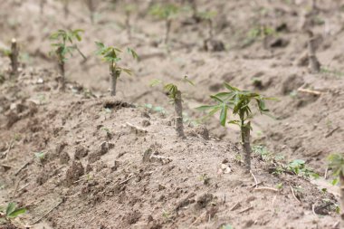 Tatlı patates fidan.