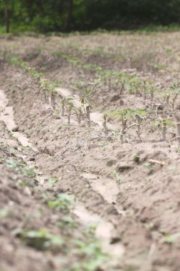 Tatlı patates fidan.