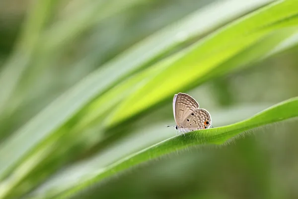 Kupu-kupu coklat di daun hijau. — Stok Foto