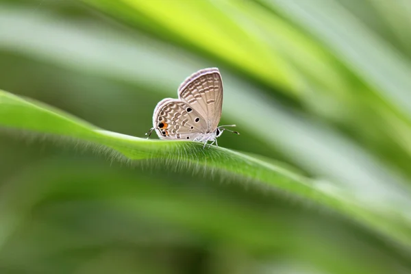 Kupu-kupu coklat di daun hijau. — Stok Foto