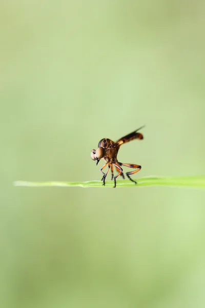 Small dragonflies on green leaf. — Stock Photo, Image