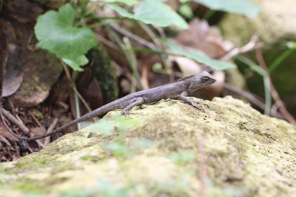 Kameleon op steen. — Stockfoto