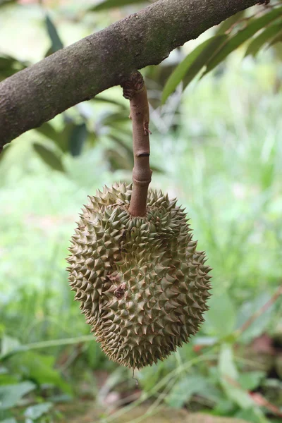 Fresh durian on the trees. — Stock Photo, Image