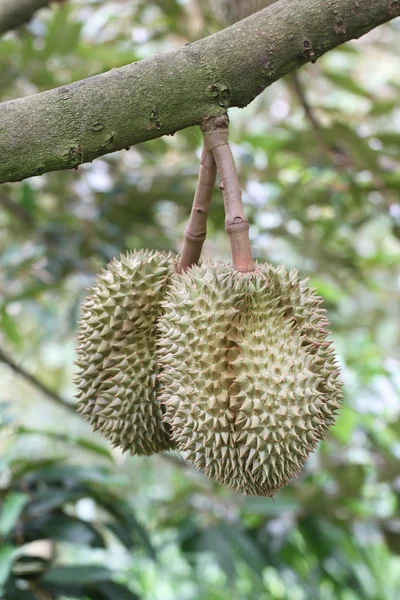 Fresh durians on the trees. — Stock Photo, Image