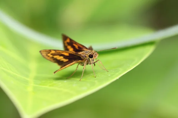 Insecto marrón sobre hoja verde . — Foto de Stock
