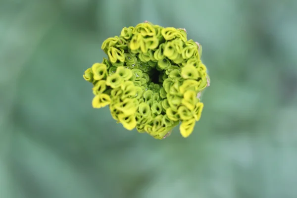 Polen çiçek makro. — Stok fotoğraf