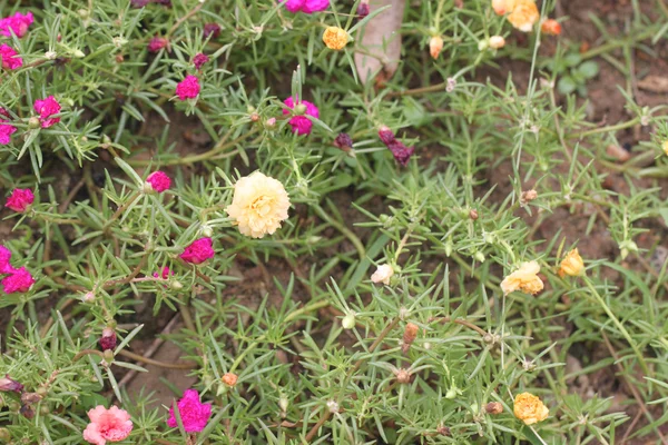 花园里的黄花. — 图库照片