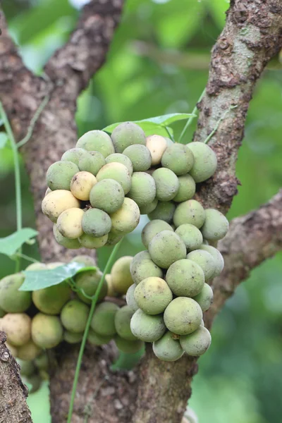 Frische wollongong Früchte am Baum. — Stockfoto