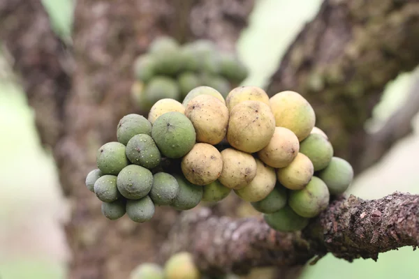 Fresh wollongong fruits on tree. — Stock Photo, Image