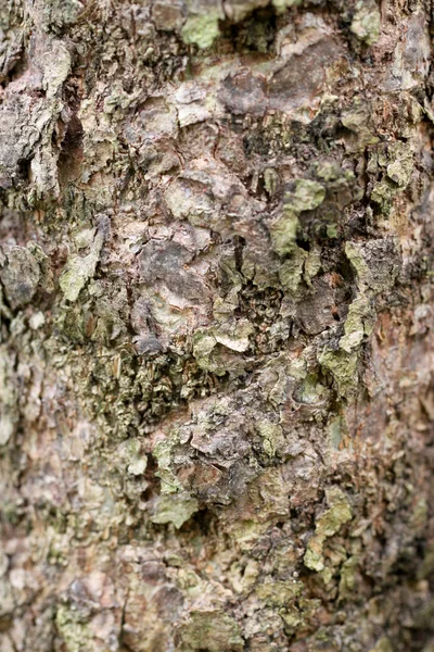 Oppervlak van bos boom. — Stockfoto