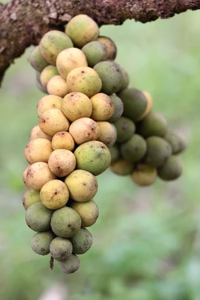 Frische wollongong Früchte am Baum. — Stockfoto