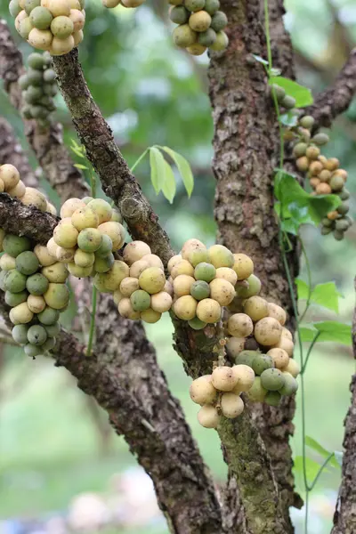 Fresh wollongong fruits on tree. — Stock Photo, Image