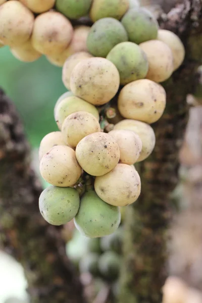 Fresh wollongong fruits on tree. — Stock Photo, Image