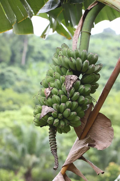Świeżych bananów dzikie owoce. — Zdjęcie stockowe