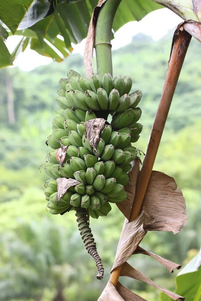 Świeżych bananów dzikie owoce. — Zdjęcie stockowe