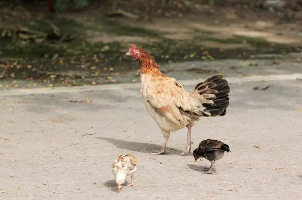 鶏や雛を歩いていた. — ストック写真